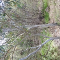 Eucalyptus pauciflora subsp. pauciflora at Stromlo, ACT - 16 Jan 2022 12:21 PM