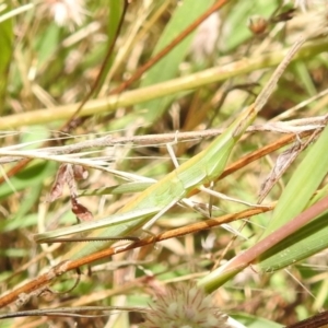 Acrida conica at Stromlo, ACT - 16 Jan 2022