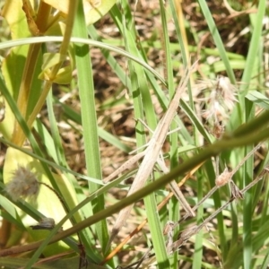 Acrida conica at Stromlo, ACT - 16 Jan 2022