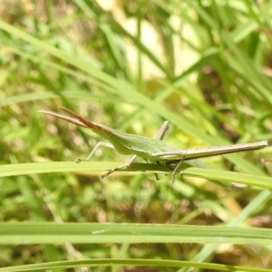 Acrida conica at Stromlo, ACT - 16 Jan 2022