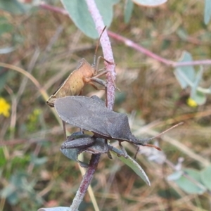 Amorbus sp. (genus) at Stromlo, ACT - 16 Jan 2022