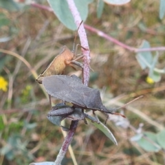 Amorbus sp. (genus) (Eucalyptus Tip bug) at Stromlo, ACT - 16 Jan 2022 by HelenCross