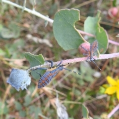 Amorbus (genus) (Eucalyptus Tip bug) at Stromlo, ACT - 16 Jan 2022 by HelenCross