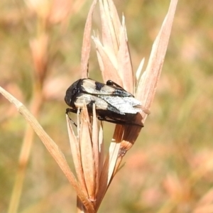 Macrosiagon sp. (genus) at Stromlo, ACT - 16 Jan 2022