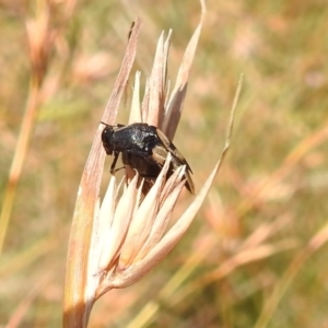 Macrosiagon sp. (genus) at Stromlo, ACT - 16 Jan 2022