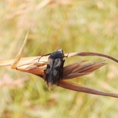 Macrosiagon sp. (genus) at Stromlo, ACT - 16 Jan 2022