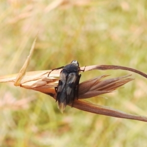 Macrosiagon sp. (genus) at Stromlo, ACT - 16 Jan 2022