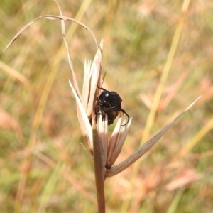 Macrosiagon sp. (genus) at Stromlo, ACT - 16 Jan 2022