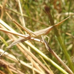 Acrida conica (Giant green slantface) at Bullen Range - 16 Jan 2022 by HelenCross