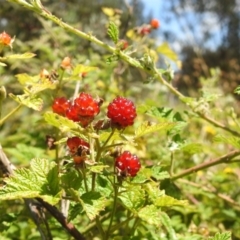 Rubus parvifolius (Native Raspberry) at Stromlo, ACT - 16 Jan 2022 by HelenCross