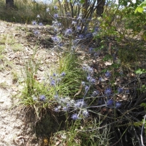 Eryngium ovinum at Stromlo, ACT - 16 Jan 2022 01:03 PM