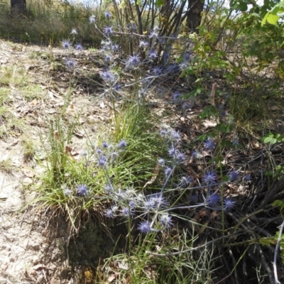 Eryngium ovinum (Blue Devil) at Lions Youth Haven - Westwood Farm A.C.T. - 16 Jan 2022 by HelenCross