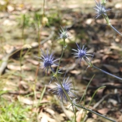 Eryngium ovinum at Stromlo, ACT - 16 Jan 2022 01:03 PM