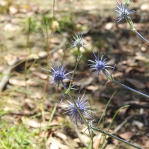 Eryngium ovinum at Stromlo, ACT - 16 Jan 2022 01:03 PM