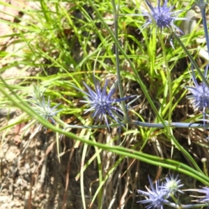 Eryngium ovinum at Stromlo, ACT - 16 Jan 2022 01:03 PM