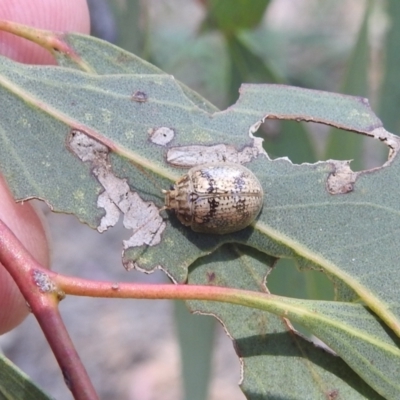 Paropsisterna laesa (Laesa leaf beetle) at Stromlo, ACT - 16 Jan 2022 by HelenCross