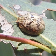 Paropsisterna laesa species complex at Stromlo, ACT - 16 Jan 2022