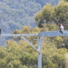 Eurystomus orientalis (Dollarbird) at Lions Youth Haven - Westwood Farm A.C.T. - 16 Jan 2022 by HelenCross