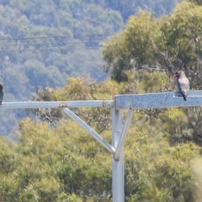 Eurystomus orientalis (Dollarbird) at Kambah, ACT - 16 Jan 2022 by HelenCross