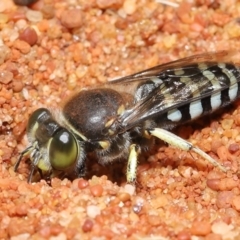 Bembix sp. (genus) (Unidentified Bembix sand wasp) at Acton, ACT - 14 Jan 2022 by TimL