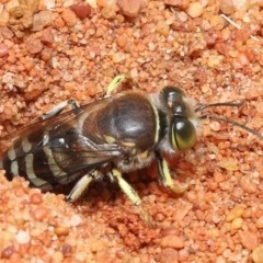 Bembix sp. (genus) at Acton, ACT - 14 Jan 2022