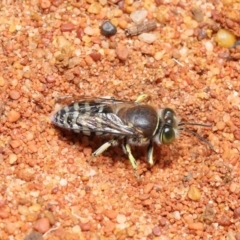 Bembix sp. (genus) at Acton, ACT - 14 Jan 2022 12:16 PM