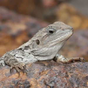 Amphibolurus muricatus at Acton, ACT - 14 Jan 2022