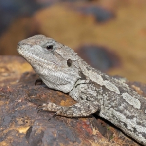 Amphibolurus muricatus at Acton, ACT - 14 Jan 2022