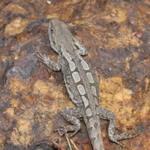 Amphibolurus muricatus at Acton, ACT - 14 Jan 2022 12:18 PM