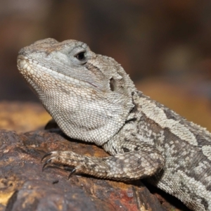 Amphibolurus muricatus at Acton, ACT - 14 Jan 2022