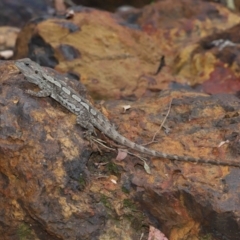 Amphibolurus muricatus at Acton, ACT - 14 Jan 2022 12:18 PM