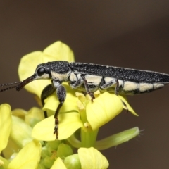 Rhinotia sp. (genus) (Unidentified Rhinotia weevil) at Acton, ACT - 14 Jan 2022 by TimL