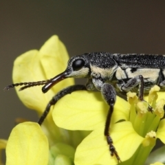 Rhinotia sp. (genus) at Acton, ACT - 14 Jan 2022