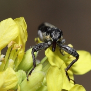 Rhinotia sp. (genus) at Acton, ACT - 14 Jan 2022