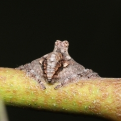 Dolophones turrigera at Acton, ACT - suppressed