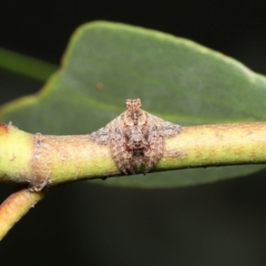 Dolophones turrigera at Acton, ACT - suppressed