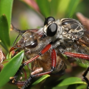 Zosteria sp. (genus) at Acton, ACT - 14 Jan 2022