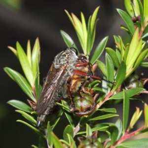 Zosteria sp. (genus) at Acton, ACT - 14 Jan 2022