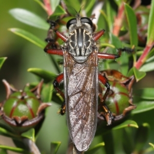 Zosteria sp. (genus) at Acton, ACT - 14 Jan 2022