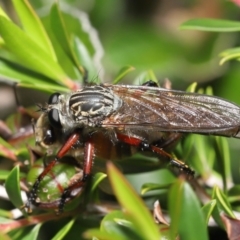 Zosteria sp. (genus) at Acton, ACT - 14 Jan 2022