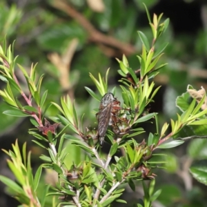 Zosteria sp. (genus) at Acton, ACT - 14 Jan 2022