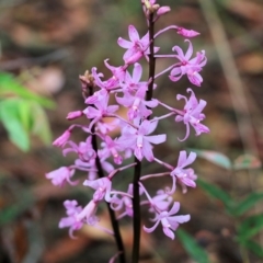 Dipodium roseum (Rosy Hyacinth Orchid) at Ben Boyd National Park - 2 Jan 2022 by KylieWaldon