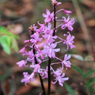 Dipodium roseum (Rosy Hyacinth Orchid) at Ben Boyd National Park - 2 Jan 2022 by KylieWaldon