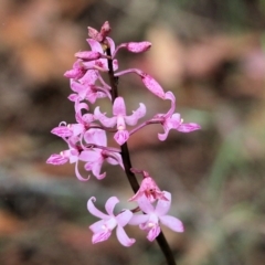 Dipodium roseum at Pambula Beach, NSW - 3 Jan 2022