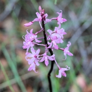 Dipodium roseum at Pambula Beach, NSW - 3 Jan 2022