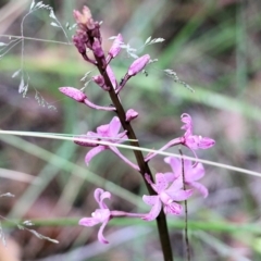 Dipodium roseum at Pambula Beach, NSW - 3 Jan 2022