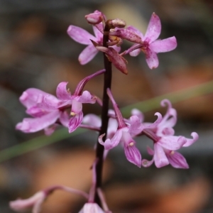 Dipodium roseum at Pambula Beach, NSW - 3 Jan 2022