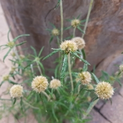 Euchiton involucratus (Star Cudweed) at Fyshwick, ACT - 15 Jan 2022 by MatthewFrawley