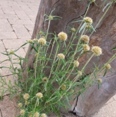 Euchiton involucratus at Fyshwick, ACT - 15 Jan 2022