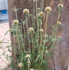 Euchiton involucratus at Fyshwick, ACT - 15 Jan 2022